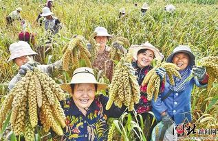 承德縣熙野農(nóng)副產(chǎn)品購(gòu)銷專業(yè)合作社谷子喜獲豐收