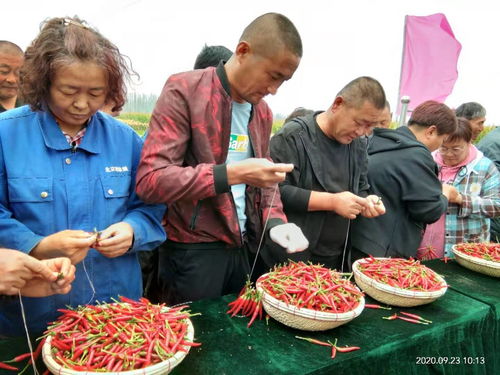 烏拉特前旗 多彩活動慶豐收