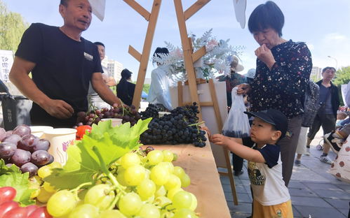 甜蜜來襲 平谷馬坊30萬斤精品葡萄豐收上市